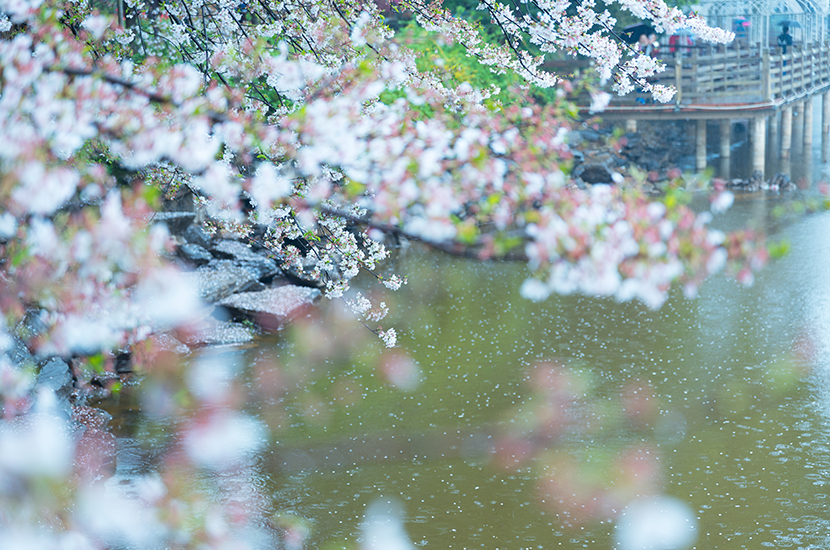 济南樱花1